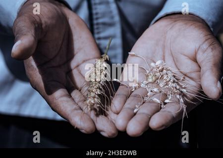 Hände Bilder halten Landwirtschaft Futter produzieren Produkte wie die grünen Französisch Bohnen, getrockneten Weizen und den grünen Pfeffer auf dem Bauernhof Stockfoto