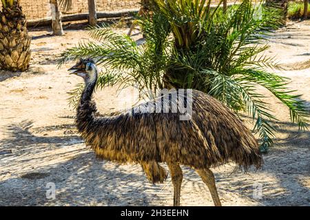 emu-Vogel oder Afrikanischer Strauß, der in einem Zoo steht Stockfoto