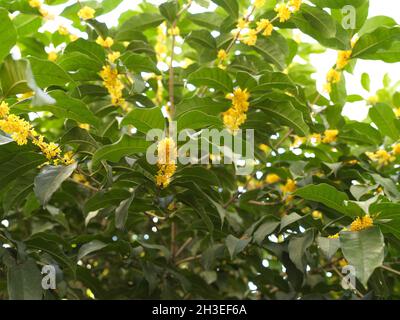 Osmanthus Fragrans Baum in voller Blüte Stockfoto