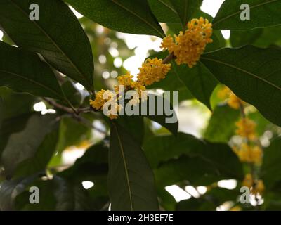 Osmanthus Fragrans Baum in voller Blüte Stockfoto