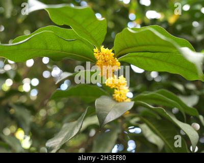 Osmanthus Fragrans Baum in voller Blüte Stockfoto