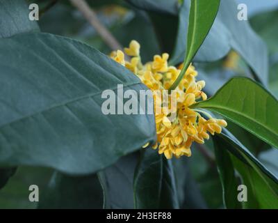 Osmanthus Fragrans in voller Blüte Stockfoto