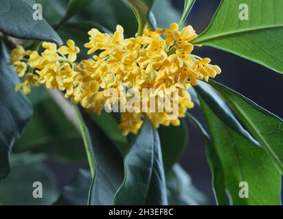 Osmanthus Fragrans in voller Blüte Stockfoto