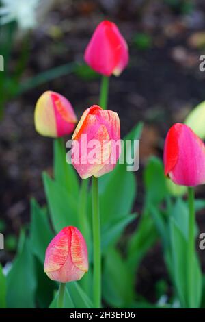 Der zweifarbige Riese Darwin Tulpe blüht im Frühlingsgarten Stockfoto