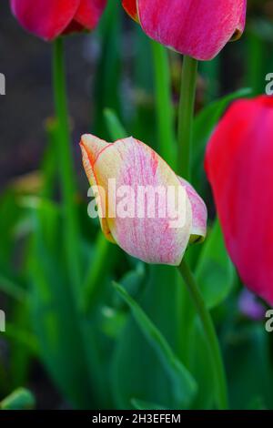 Der zweifarbige Riese Darwin Tulpe blüht im Frühlingsgarten Stockfoto