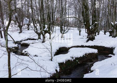Otzarreta Buchenwald im baskenland im verschneiten Winter Stockfoto