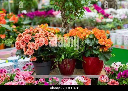 Begonia, Azalea rhododendron und Topffarn. Blütenblume Dekoration für zu Hause. Horizontale Fotografie einer Topfpflanze Stockfoto