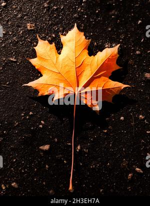 Einzelnes orangefarbenes abgestorenes Ahornblatt ruht im Herbst auf dem dunklen Asphalt. Stockfoto