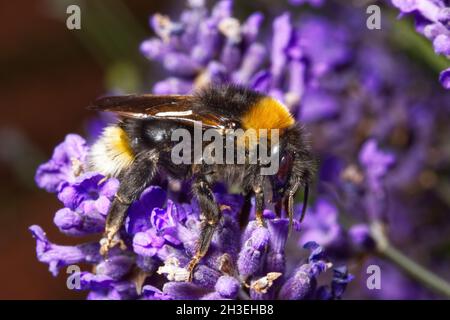 Südliche Kuckuckhummel Bombus vestalis, die sich mit Lavendel ernährt Stockfoto