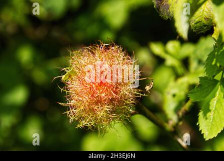 Robins Nadelkissen, Rose bedeguar Gall, auf einem Hund Rosenstrauch. Stockfoto