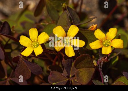 Nahaufnahme von drei gelben Blüten von schleichenden Waldschnäpfeln, Oxalis corniculata. Stockfoto