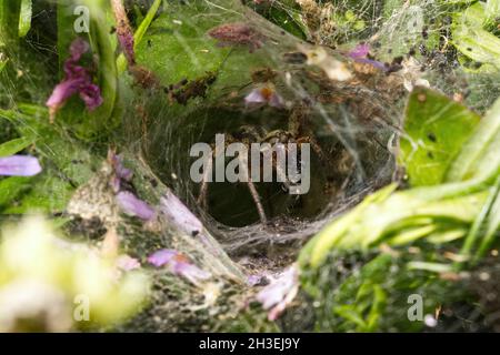 Eine Labyrinthspinne, die am Eingang ihres trichterförmigen Netzes, Essex, England, einen Beuteartikel frisst Stockfoto