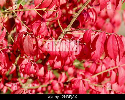 Schöne rote Blätter eines brennenden Buschbaums Stockfoto