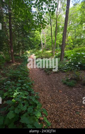 Ein Naturpfad, Pfad durch einige Wälder. In Marjorie Merriweather Post's Hillwood Mansion, Museum, Estate und Gardens in Washington DC. Stockfoto