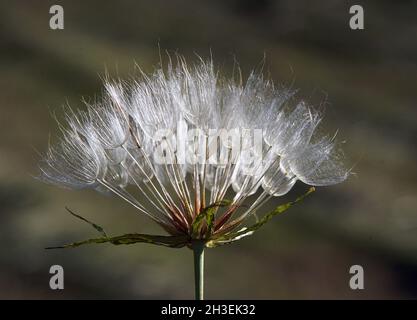 Nahaufnahme des Dandelion-Kopfes auf schwarzem Hintergrund Stockfoto