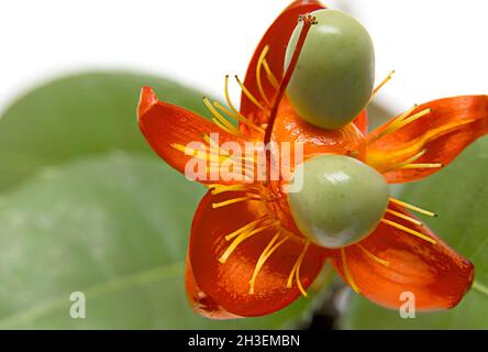 Ochna serrulata, Mickey-Maus-Pflanze Blumen, ist eine beliebte Gartenpflanze, die für seine markanten roten Kelchblätter, die die sich entwickelnden Früchte bedecken, ausgewählt wurde. Stockfoto