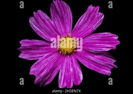 Nahaufnahme einer Cosmos bipinnatus Blume auf einem isolierten Hintergrund Stockfoto