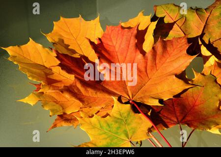 Hellrote, orange und gelbe Ahornblätter in Makroansicht. Herbstfarben-Konzept. Isoliert auf Glasoberfläche. Herbststimmung. Abstrakte Ansicht. Natur und Pflanze Stockfoto