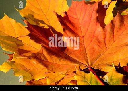 Hellrote, orange und gelbe Ahornblätter in Makroansicht. Herbstfarben-Konzept. Isoliert auf Glasoberfläche. Herbststimmung. Abstrakte Ansicht. Natur und Pflanze Stockfoto