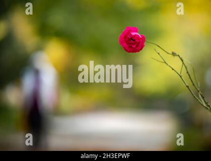 28. Oktober 2021, Hessen, Frankfurt/Main: Eine letzte Rose blüht noch auf einem Strauch im Botanischen Garten der Stadt. Wer aber noch den Herbst in der Pflanze genießen will, muss sich beeilen. Ende Oktober geht der Botanische Garten in die Winterpause und schließt für die Öffentlichkeit. Foto: Frank Rumpenhorst/dpa Stockfoto