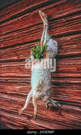 Toter Hase, der in einem alten Bauernhaus an einer Wand hängt Stockfoto