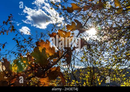 Die Sonnenstrahlen brechen durch die verblassenden Eichen. Oktobertage. Herbstfarben. Sonniger Herbsttag. Stockfoto