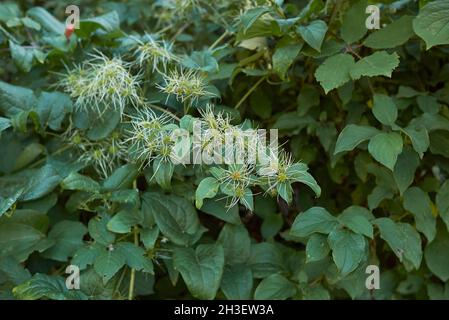 Clematis vitalba seidige Samen Stockfoto