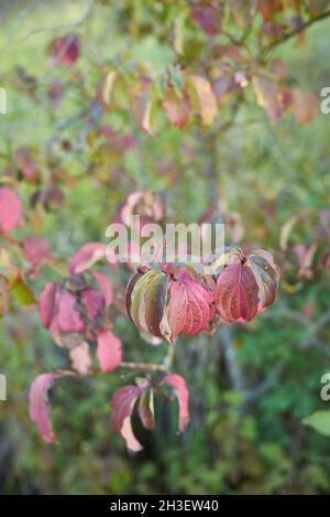 Cornus sanguinea Ast aus der Nähe Stockfoto