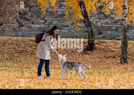 Junge Frau trainiert ihren Husky Dog im Herbst Stadtpark Stockfoto