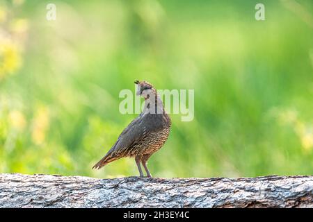 Juvenile California Quail (Callipepla californica) auf der Uhr Stockfoto