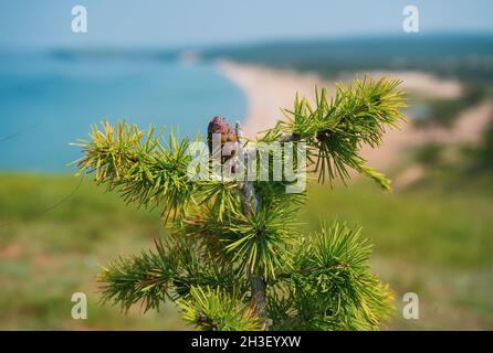 Lärche mit Zapfen am Baikalsee in Sibirien, Russland und Zweig mit grünem Hintergrund. Nahaufnahme der sich öffnenden Knospe der europäischen Lärche. Stockfoto