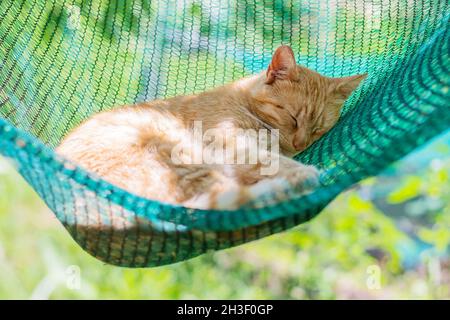 Rote Katze liegt und schläft in einer Hängematte im Garten an einem sonnigen Sommertag Stockfoto