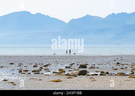 St Ninians Bay, Isle of Bute, Schottland, Großbritannien - Hundewanderer am Strand im Sommer Stockfoto