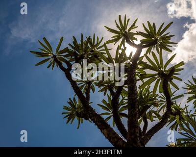 Low-Angle-Ansicht der Madagaskar-Palme die spiky Wüstenpflanze gegen blauen Himmel Stockfoto