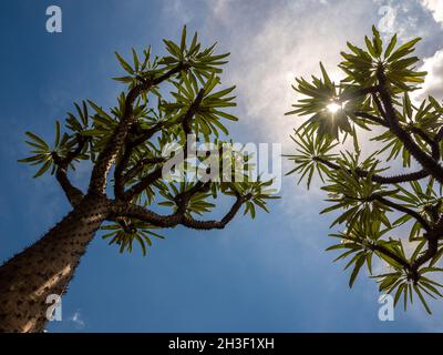 Low-Angle-Ansicht der Madagaskar-Palme die spiky Wüstenpflanze gegen blauen Himmel Stockfoto