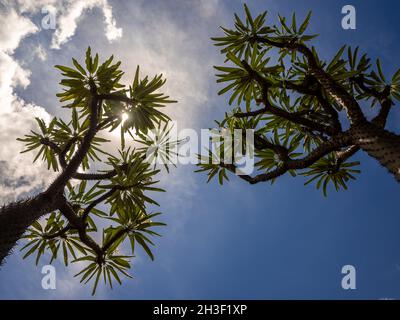 Low-Angle-Ansicht der Madagaskar-Palme die spiky Wüstenpflanze gegen blauen Himmel Stockfoto