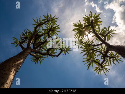 Low-Angle-Ansicht der Madagaskar-Palme die spiky Wüstenpflanze gegen blauen Himmel Stockfoto