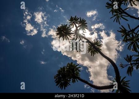 Low-Angle-Ansicht der Madagaskar-Palme die spiky Wüstenpflanze gegen blauen Himmel Stockfoto