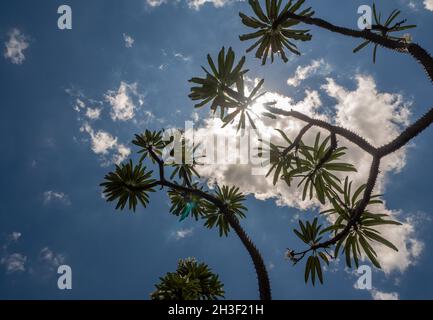 Low-Angle-Ansicht der Madagaskar-Palme die spiky Wüstenpflanze gegen blauen Himmel Stockfoto