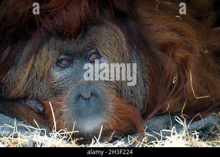 28. Oktober 2021, Usti nad Labem, Tschechische Republik: Ein 52-jähriger männlicher Orang-Utan namens Ferda im Zoo von Usti nad Labem in der Tschechischen Republik. Orang-Utan Ferda Geboren am 5. Oktober 1969 in Frankfurt am Main. Orang-Utan ist ein Hybrid aus Bornean und Sumatran, Orang-Utan. Er lebt allein und beobachtet das Leben. Die Orang-Utans, einsam in freier Wildbahn, leben in kleinen Gruppen oder Paaren im Zoo. Orang-Utans werden von der Association of Zoos Species Survival Plan verwaltet, die versucht, eine genetisch vielfältige und gesunde Populationen sowohl der borneanischen als auch der sumatrischen Orang-Utans zu erhalten. (Bild: © Stockfoto