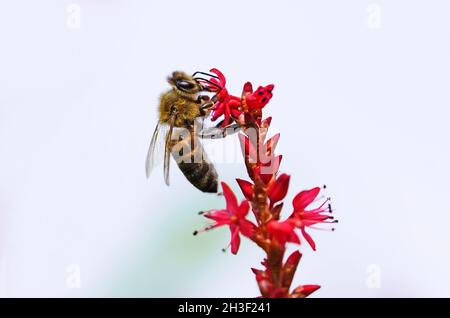 Eine Biene sammelt Nektar auf einer roten Blume. Nahaufnahme von Insekten. APIs mellifera. Stockfoto