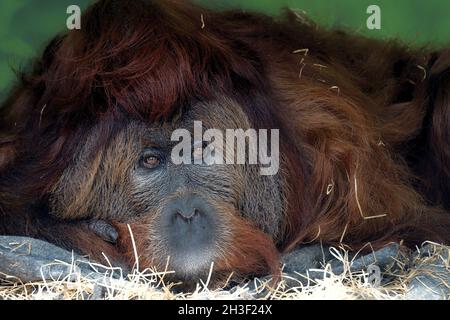 28. Oktober 2021, Usti nad Labem, Tschechische Republik: Ein 52-jähriger männlicher Orang-Utan namens Ferda im Zoo von Usti nad Labem in der Tschechischen Republik. Orang-Utan Ferda Geboren am 5. Oktober 1969 in Frankfurt am Main. Orang-Utan ist ein Hybrid aus Bornean und Sumatran, Orang-Utan. Er lebt allein und beobachtet das Leben. Die Orang-Utans, einsam in freier Wildbahn, leben in kleinen Gruppen oder Paaren im Zoo. Orang-Utans werden von der Association of Zoos Species Survival Plan verwaltet, die versucht, eine genetisch vielfältige und gesunde Populationen sowohl der borneanischen als auch der sumatrischen Orang-Utans zu erhalten. (Bild: © Stockfoto