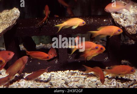 Goldie- oder Lyeinzelhandel-Anthias, Pseudanthias squamipinnis Stockfoto