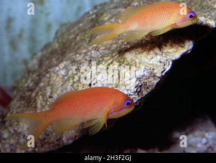 Goldie- oder Lyeinzelhandel-Anthias, Pseudanthias squamipinnis Stockfoto