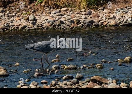 Ein Graureiher auf der Suche nach Fischen im Fluss Eamont Penrith Stockfoto