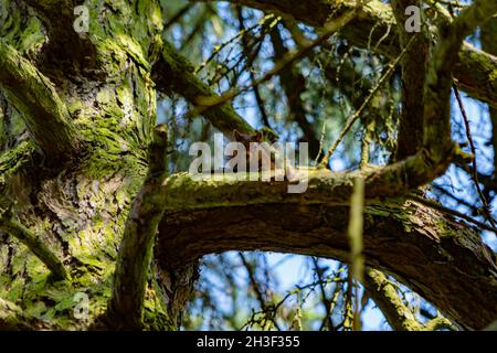 Ein Rothörnchen blickt von oben in einen Baum im Kuhraik-Steinbruch Penrith Cumbria Stockfoto