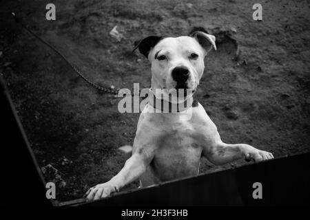 Ein Porträt eines weißen Pitbull-Hundes auf einer Kette, der den Betrachter anstarrt Stockfoto