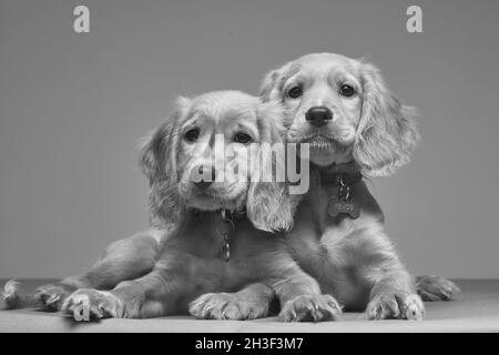 Graustufen-Aufnahme von zwei niedlichen englischen Cocker Spaniels mit Kragen Stockfoto