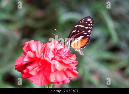 Heliconius hecale - Goldener Passionsblumenschmetterling auf einer Blume. Nahaufnahme von Insekten. Stockfoto