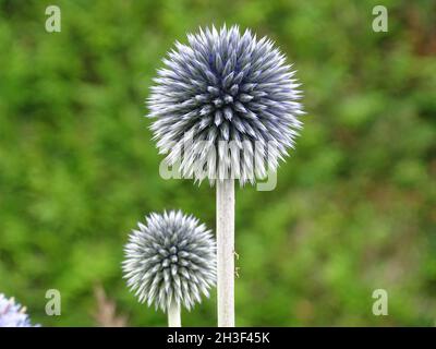 Nahaufnahme von Echinops. Allgemein bekannt als Kugeldisteln. Stockfoto